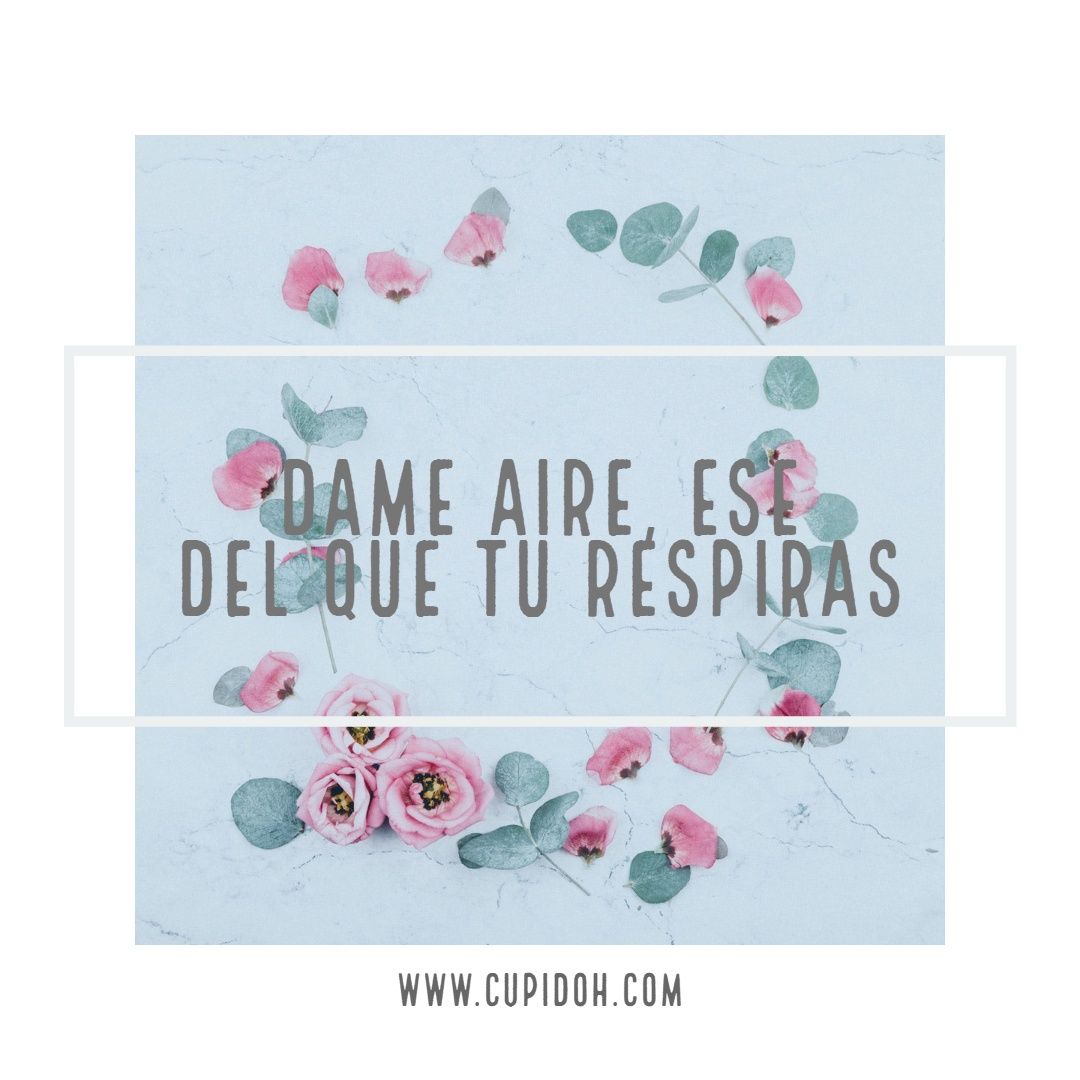dame aire